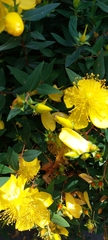 Hypericum revolutum