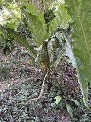 Anthurium schlechtendalii