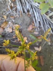 Cyperus laxus