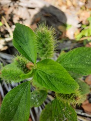 Acalypha alopecuroidea
