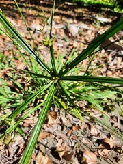 Cyperus laxus