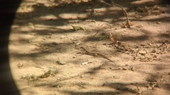 Ameiva bifrontata divisa