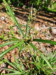 Cyperus laxus