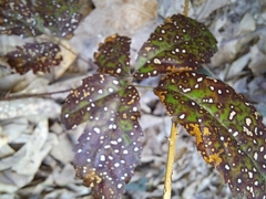 Sphaerulina westendorpii