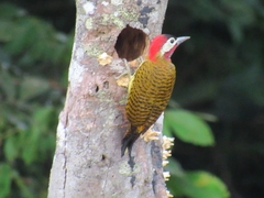 Colaptes punctigula