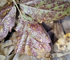 Sphaerulina westendorpii