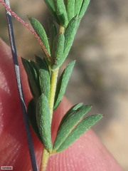 Indigofera dillwynioides