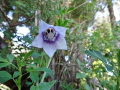 Codonopsis clematidea