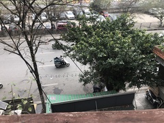 Hibiscus rosa-sinensis