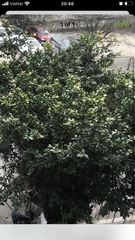 Hibiscus rosa-sinensis