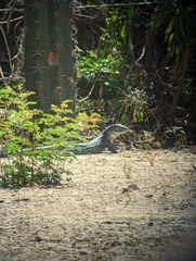 Ameiva praesignis