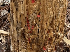 Tulasnella aurantiaca