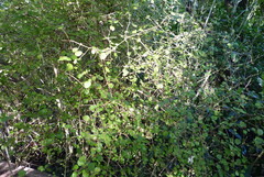 Coprosma rotundifolia