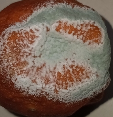 Penicillium digitatum