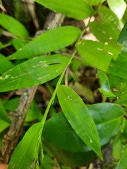 Ichnanthus pallens