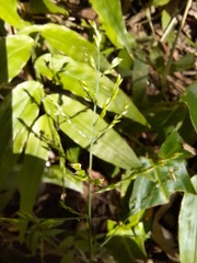 Ichnanthus pallens
