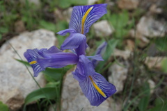 Iris planifolia