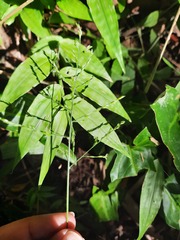 Ichnanthus pallens