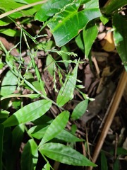 Ichnanthus pallens