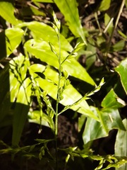 Ichnanthus pallens