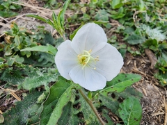 Oenothera tetraptera