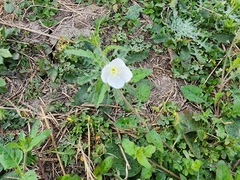 Oenothera tetraptera