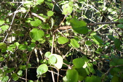 Coprosma rotundifolia