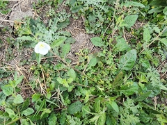 Oenothera tetraptera