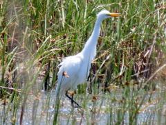 Ardea intermedia brachyrhyncha