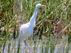 Ardea intermedia brachyrhyncha