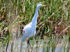 Ardea intermedia brachyrhyncha