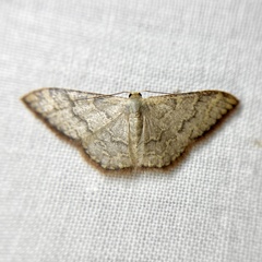 Idaea coercita