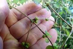 Coprosma rotundifolia