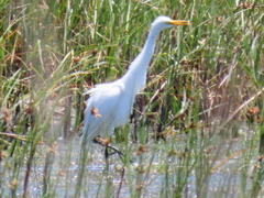 Ardea intermedia brachyrhyncha