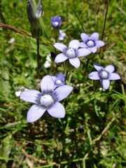 Comastoma