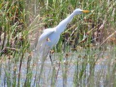 Ardea intermedia brachyrhyncha