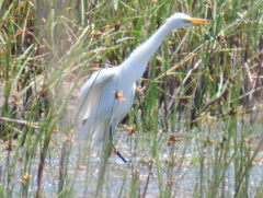 Ardea intermedia brachyrhyncha