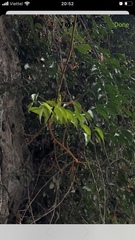 Averrhoa carambola