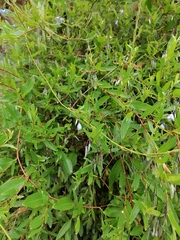 Billardiera heterophylla