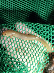 Pseudotriton ruber ruber