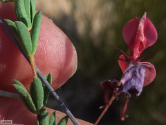 Indigofera dillwynioides