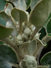 Brachyglottis rotundifolia