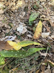 Pulmonaria longifolia