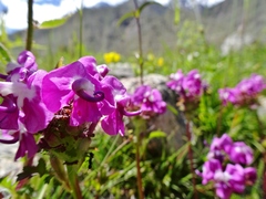 Pedicularis siphonantha