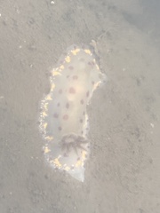 Goniobranchus bombayanus