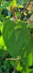 Aristolochia argentina