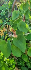 Aristolochia argentina