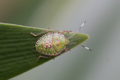 Pentatomidae
