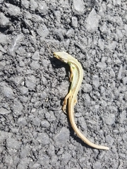 Takydromus sexlineatus