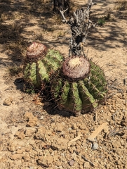 Melocactus curvispinus